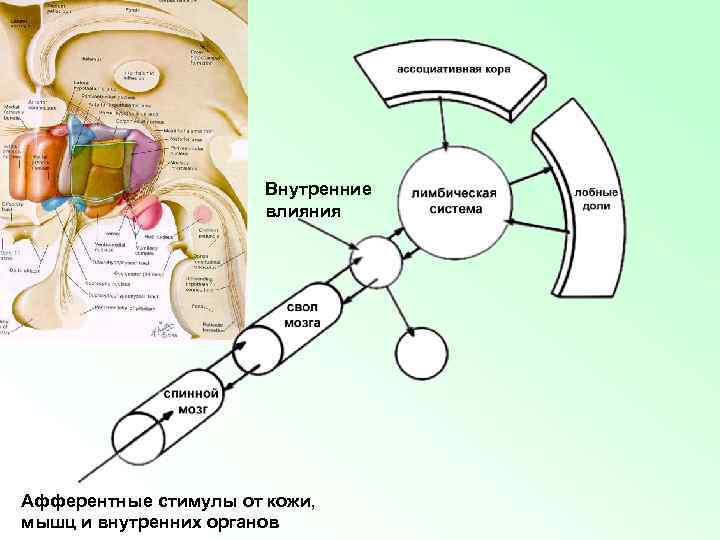 Внутренние влияния Афферентные стимулы от кожи, мышц и внутренних органов 