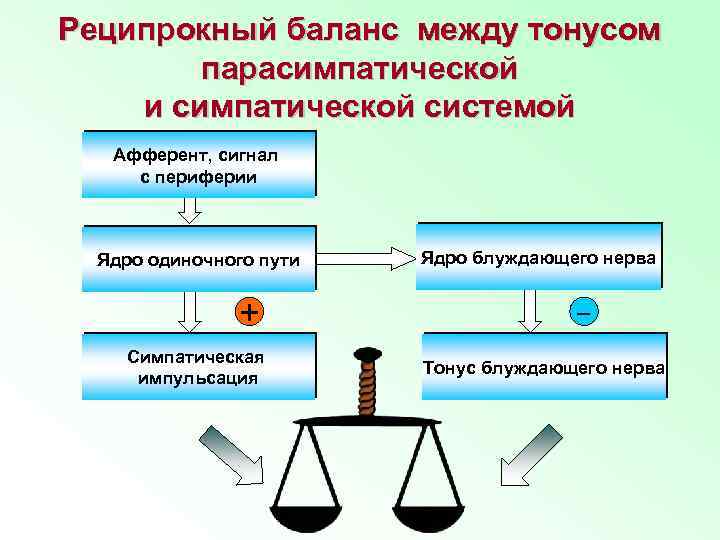 Реципрокный баланс между тонусом парасимпатической и симпатической системой Афферент, сигнал с периферии Ядро одиночного