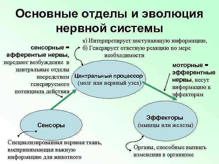 Основные отделы и эволюция нервной системы а) Интерпретирует поступающую информацию, б) Генерирует ответную реакцию