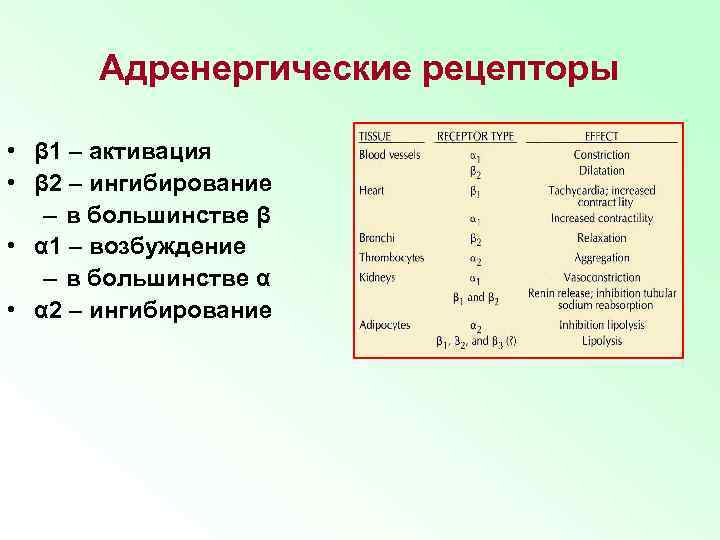 Адренергические рецепторы • β 1 – активация • β 2 – ингибирование – в