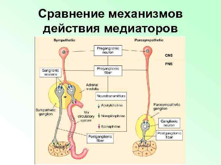 Сравнение механизмов действия медиаторов 