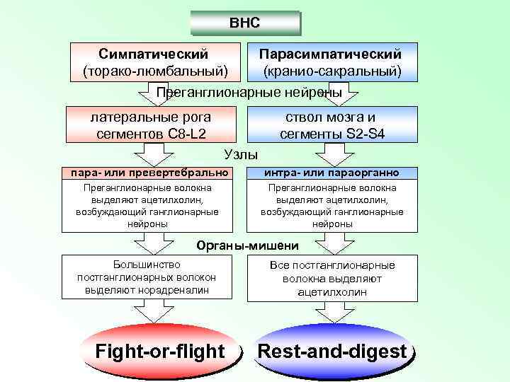 ВНС Симпатический Парасимпатический (торако-люмбальный) (кранио-сакральный) Преганглионарные нейроны латеральные рога сегментов С 8 -L 2