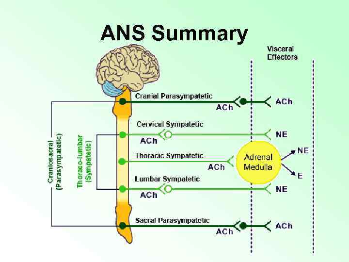 ANS Summary 