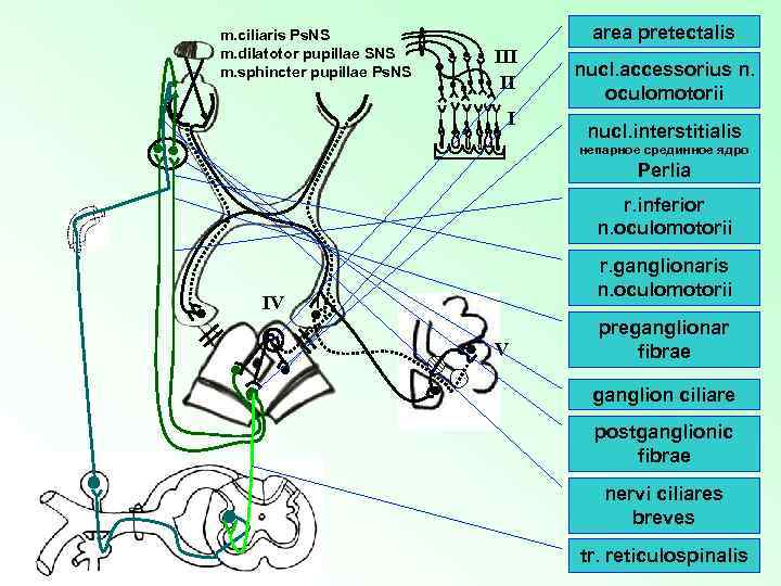 m. ciliaris Ps. NS m. dilatotor pupillae SNS m. sphincter pupillae Ps. NS area