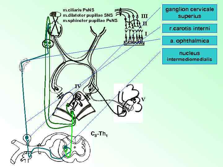 m. ciliaris Ps. NS m. dilatotor pupillae SNS m. sphincter pupillae Ps. NS III