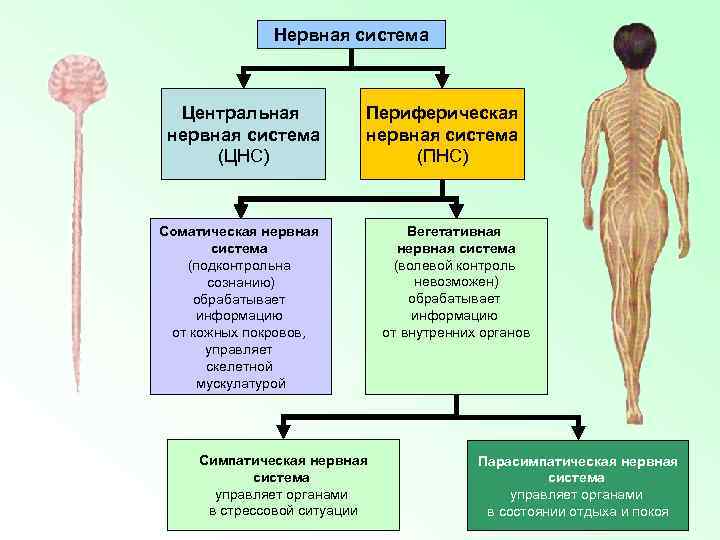 Центральная и периферическая нервная