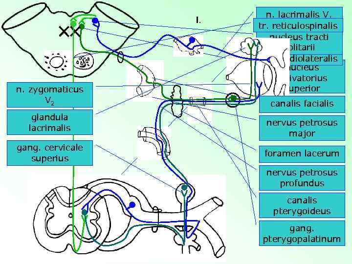 I. n. zygomaticus V 2 glandula lacrimalis gang. cervicale superius n. lacrimalis V 1