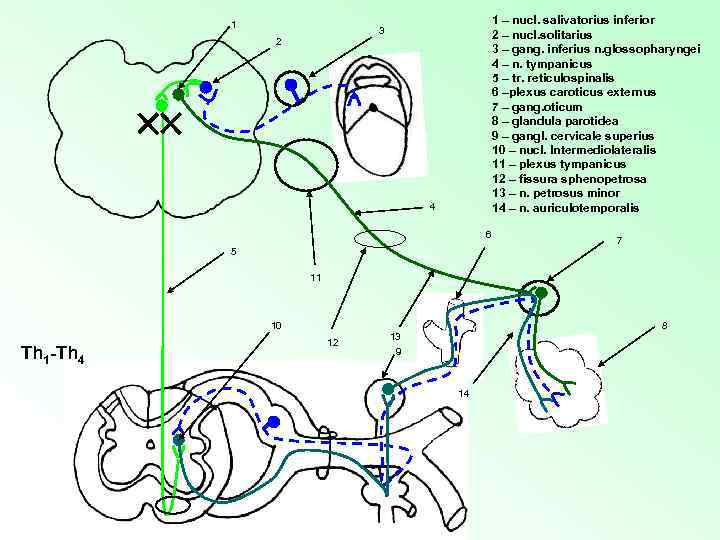 1 1 – nucl. salivatorius inferior 2 – nucl. solitarius 3 – gang. inferius