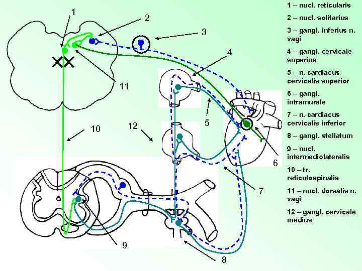 1 – nucl. reticularis 1 2 2 – nucl. solitarius 3 – gangl. inferius