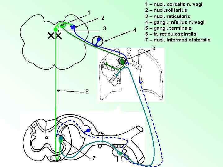 1 2 3 4 1 – nucl. dorsalis n. vagi 2 – nucl. solitarius