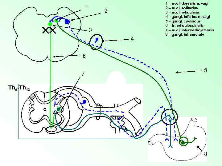 1 2 3 4 1 – nucl. dorsalis n. vagi 2 – nucl. solitarius