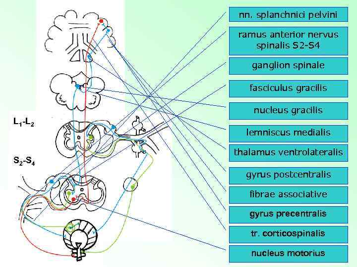 nn. splanchnici pelvini ramus anterior nervus spinalis S 2 -S 4 ganglion spinale fasciculus