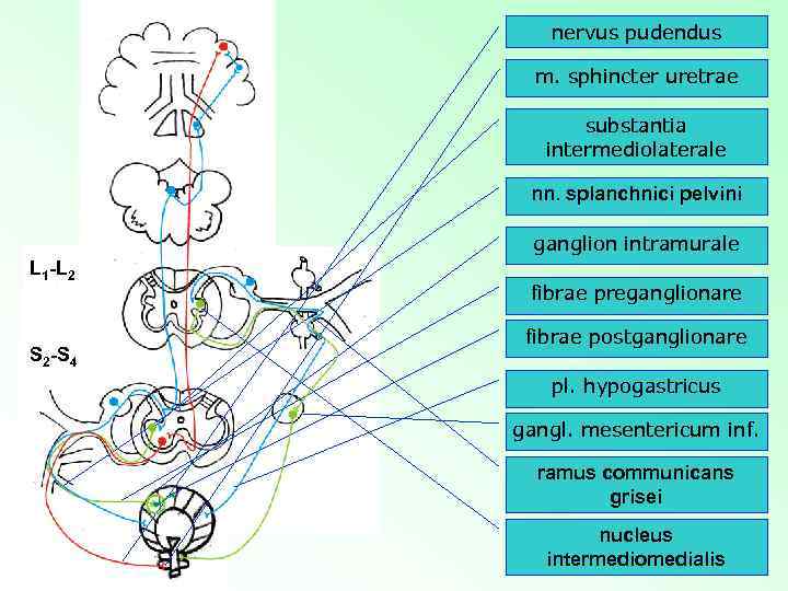 nervus pudendus m. sphincter uretrae substantia intermediolaterale nn. splanchnici pelvini ganglion intramurale L 1