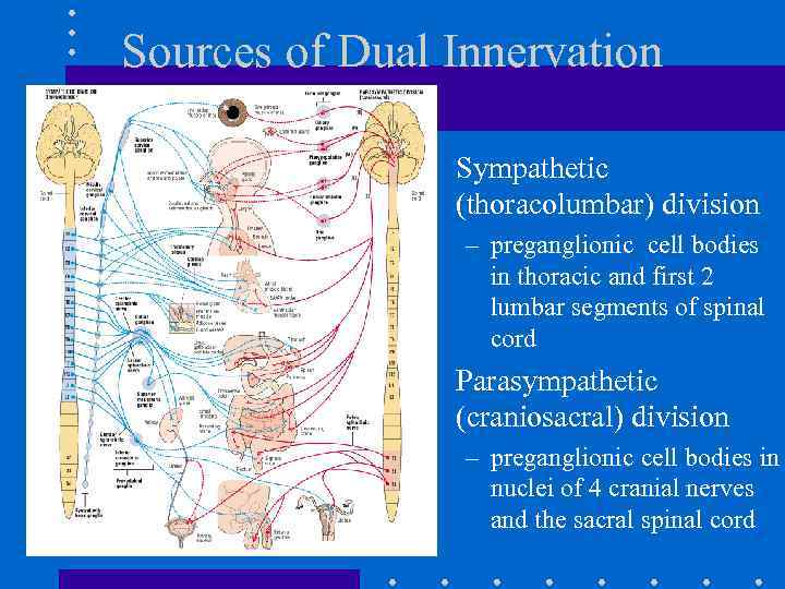 Sources of Dual Innervation • Sympathetic (thoracolumbar) division – preganglionic cell bodies in thoracic