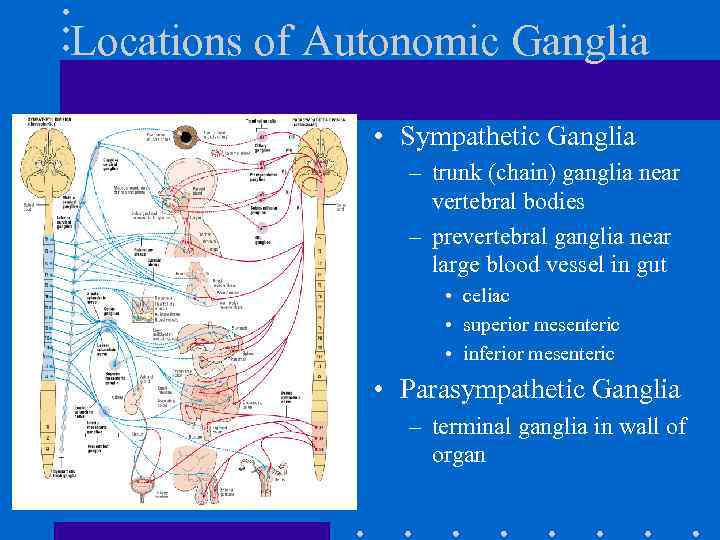 Locations of Autonomic Ganglia • Sympathetic Ganglia – trunk (chain) ganglia near vertebral bodies