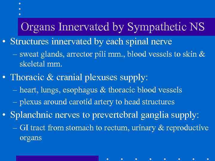 Organs Innervated by Sympathetic NS • Structures innervated by each spinal nerve – sweat