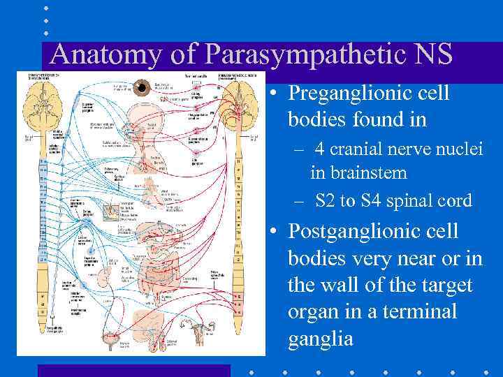 Anatomy of Parasympathetic NS • Preganglionic cell bodies found in – 4 cranial nerve