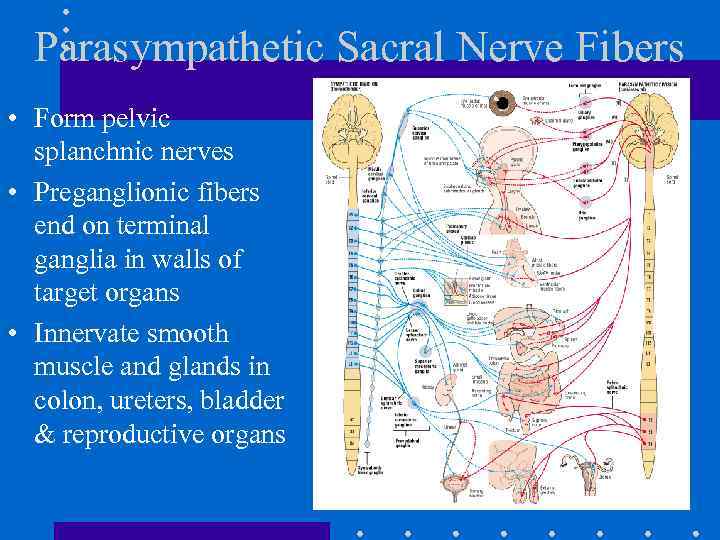 Parasympathetic Sacral Nerve Fibers • Form pelvic splanchnic nerves • Preganglionic fibers end on