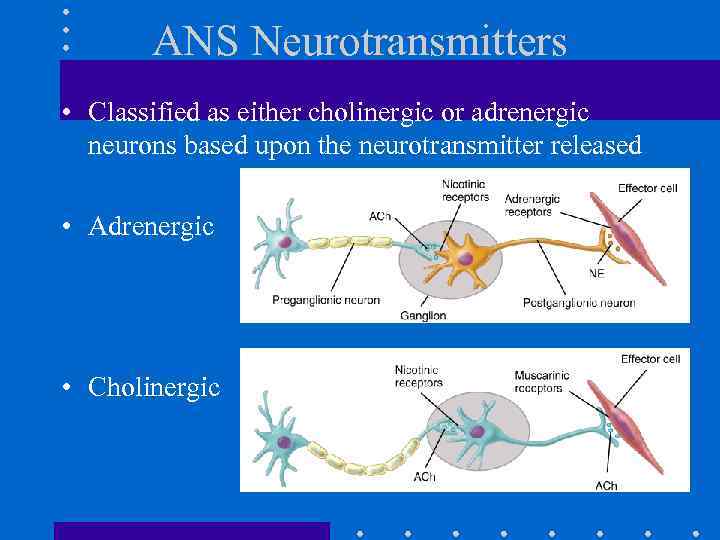 ANS Neurotransmitters • Classified as either cholinergic or adrenergic neurons based upon the neurotransmitter