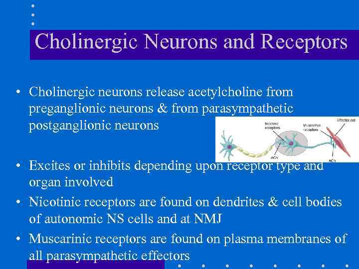 Cholinergic Neurons and Receptors • Cholinergic neurons release acetylcholine from preganglionic neurons & from