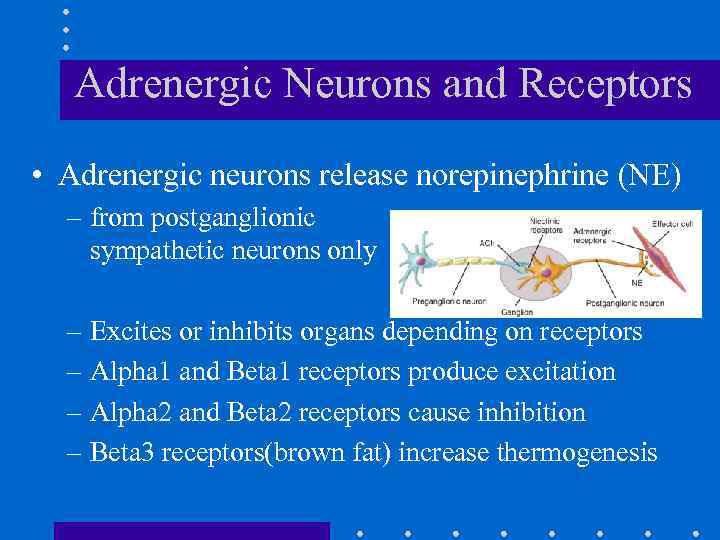 Adrenergic Neurons and Receptors • Adrenergic neurons release norepinephrine (NE) – from postganglionic sympathetic