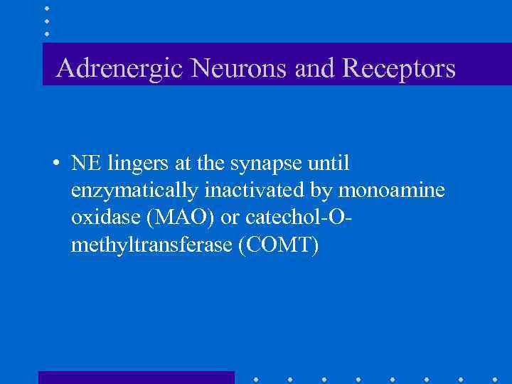 Adrenergic Neurons and Receptors • NE lingers at the synapse until enzymatically inactivated by