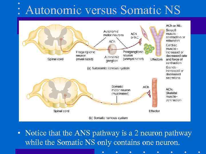Autonomic versus Somatic NS • Notice that the ANS pathway is a 2 neuron