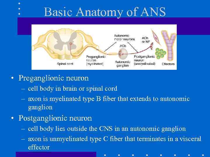 Basic Anatomy of ANS • Preganglionic neuron – cell body in brain or spinal