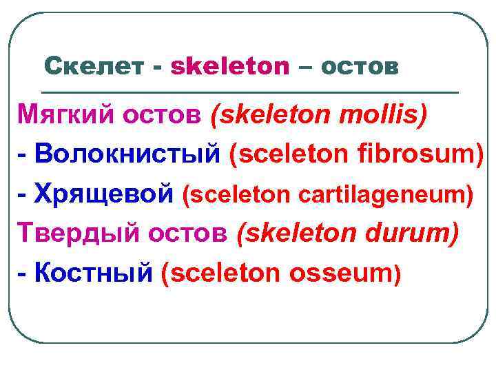 Скелет - skeleton – остов Мягкий остов (skeleton mollis) - Волокнистый (sceleton fibrosum) -