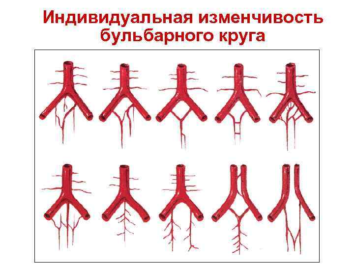 Индивидуальная изменчивость бульбарного круга 