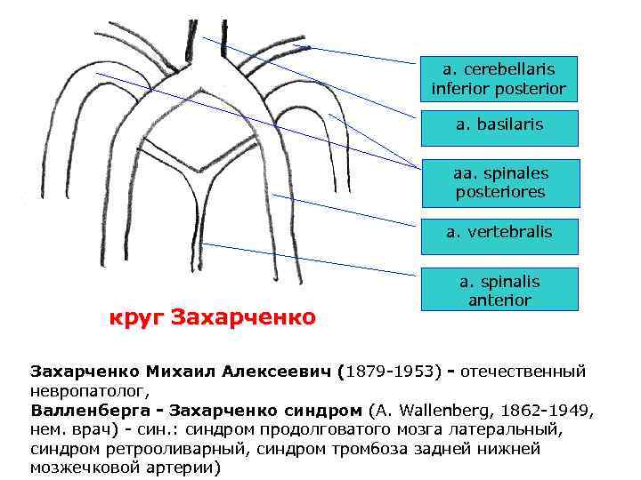 Артериальный круг. Малый артериальный круг Захарченко. Виллизиев круг и круг Захарченко. Круг Захарченко и Виллизиева схема. Круг Захарченко анатомия схема.