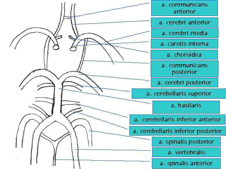 a. communicans anterior a. cerebri media a. carotis interna a. choroidea a. communicans posterior