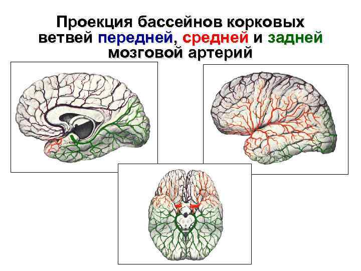 Проекция бассейнов корковых ветвей передней, средней и задней мозговой артерий 