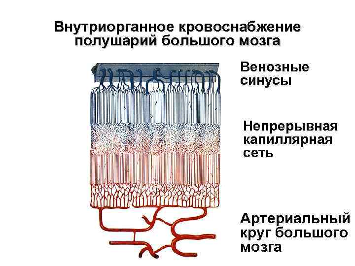 Внутриорганное кровоснабжение полушарий большого мозга Венозные синусы Непрерывная капиллярная сеть Артериальный круг большого мозга