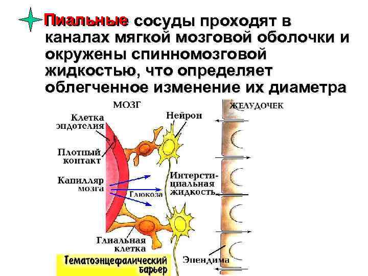 Пиальные сосуды проходят в Пиальные каналах мягкой мозговой оболочки и окружены спинномозговой жидкостью, что