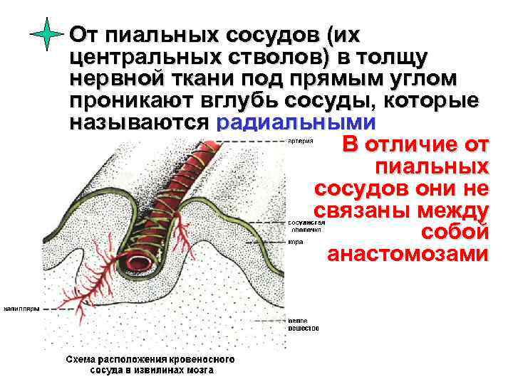 От пиальных сосудов (их центральных стволов) в толщу нервной ткани под прямым углом проникают