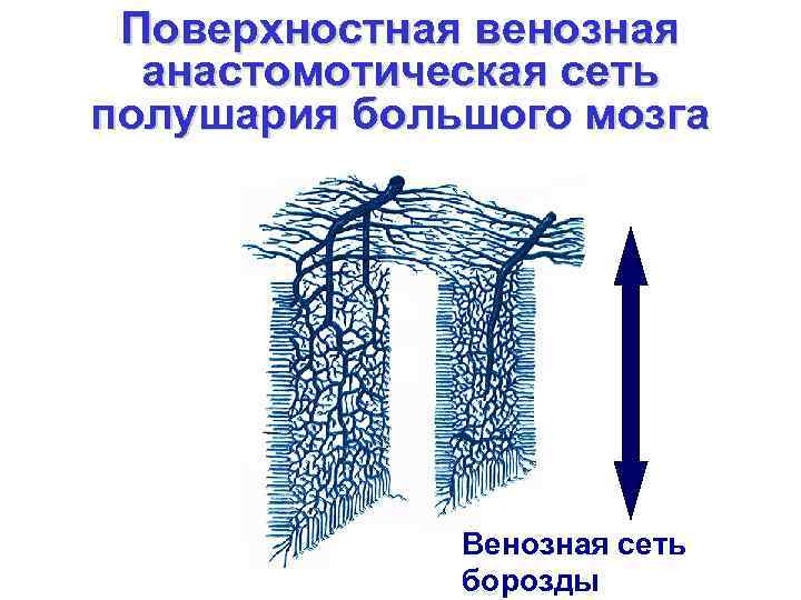 Поверхностная венозная анастомотическая сеть полушария большого мозга Венозная сеть борозды 