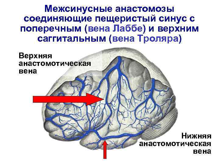 Картинка кровоснабжение головного мозга