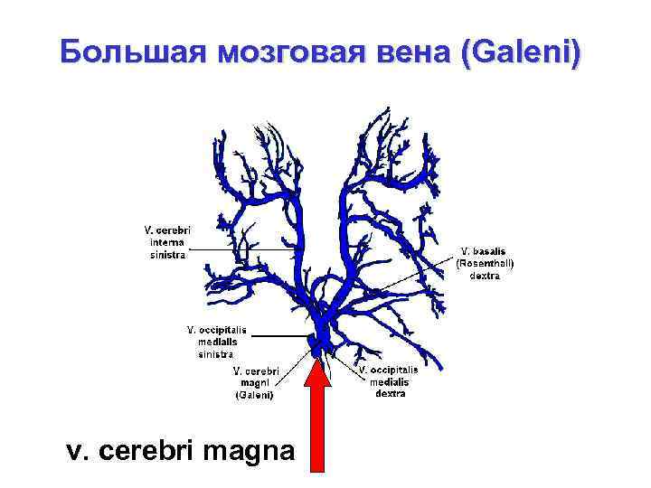 Большая мозговая вена (Galeni) v. cerebri magna 