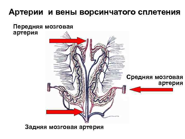 Артерии и вены ворсинчатого сплетения Передняя мозговая артерия Средняя мозговая артерия Задняя мозговая артерия