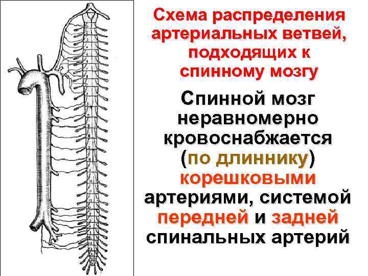 Кровоснабжение спинного мозга схема