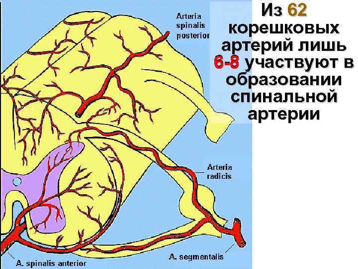 Из 62 корешковых артерий лишь 6 -8 участвуют в образовании спинальной артерии 