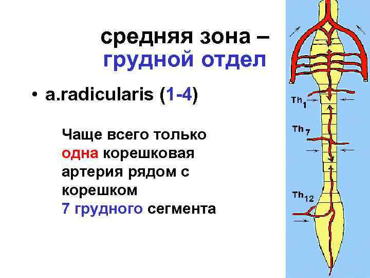 средняя зона – грудной отдел • a. radiсularis (1 -4) Чаще всего только одна