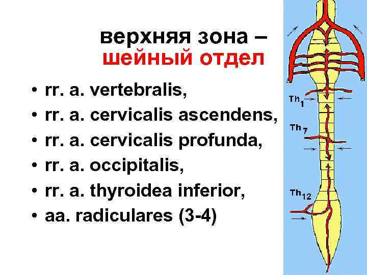 верхняя зона – шейный отдел • • • rr. a. vertebralis, rr. a. cervicalis