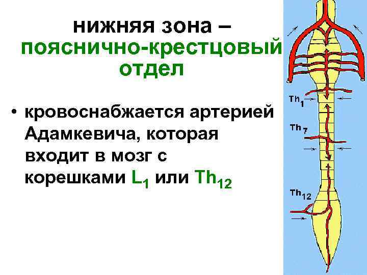 Артерия адамкевича. Кровоснабжение спинного мозга артерия Адамкевича. Артерия Адамкевича анатомия. Артерия Адамкевича кровоснабжает. Артерия Депрож Готтерона.