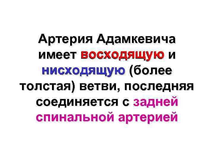 Артерия Адамкевича имеет восходящую и нисходящую (более толстая) ветви, последняя соединяется с задней спинальной