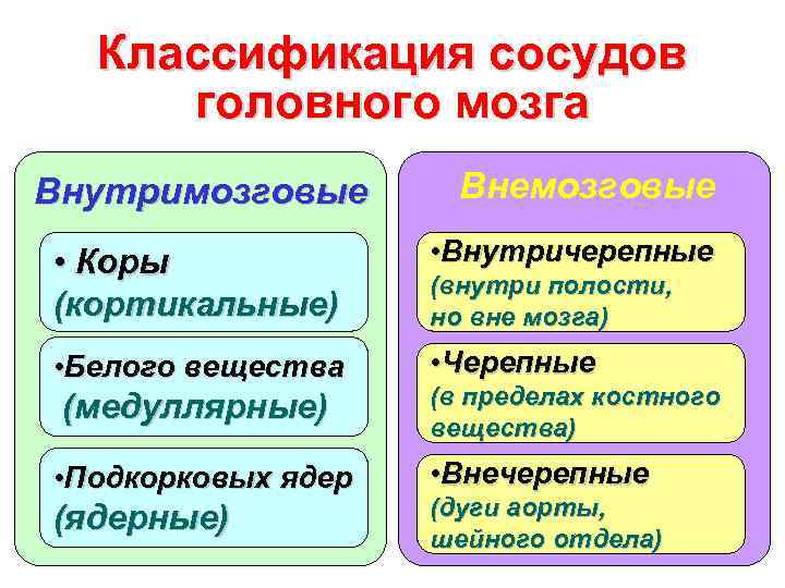 Классификация сосудов головного мозга Внутримозговые Внемозговые • Коры (кортикальные) • Внутричерепные • Белого вещества