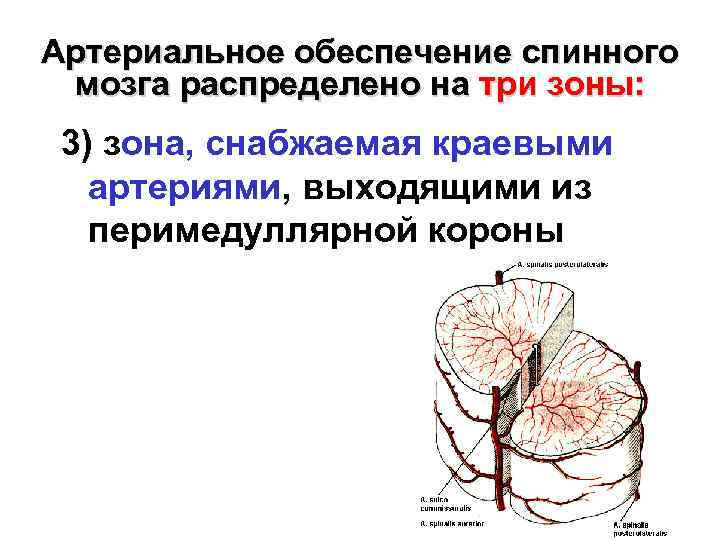 Артериальное обеспечение спинного мозга распределено на три зоны: 3) зона, снабжаемая краевыми артериями, выходящими