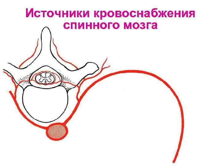 Источники кровоснабжения спинного мозга 