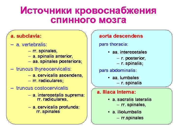 Источники кровоснабжения спинного мозга a. subclavia: aorta descendens – a. vertebralis: pars thoracia: –